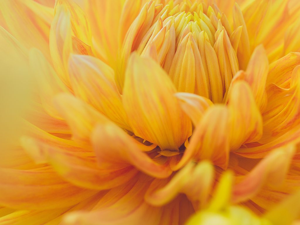 1024x768 wallpaper 4k Yellow Dahlia Flower iPad Wallpaper 1024x768 pixels resolution