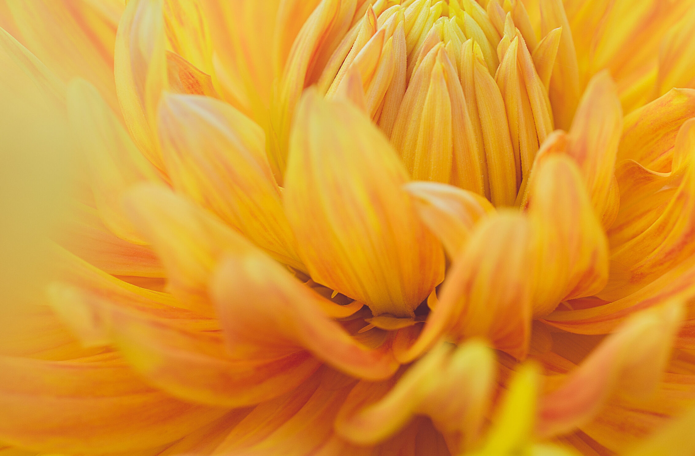 2266x1488 wallpaper Yellow Dahlia Flower iPad Wallpaper 2266x1488 pixels resolution