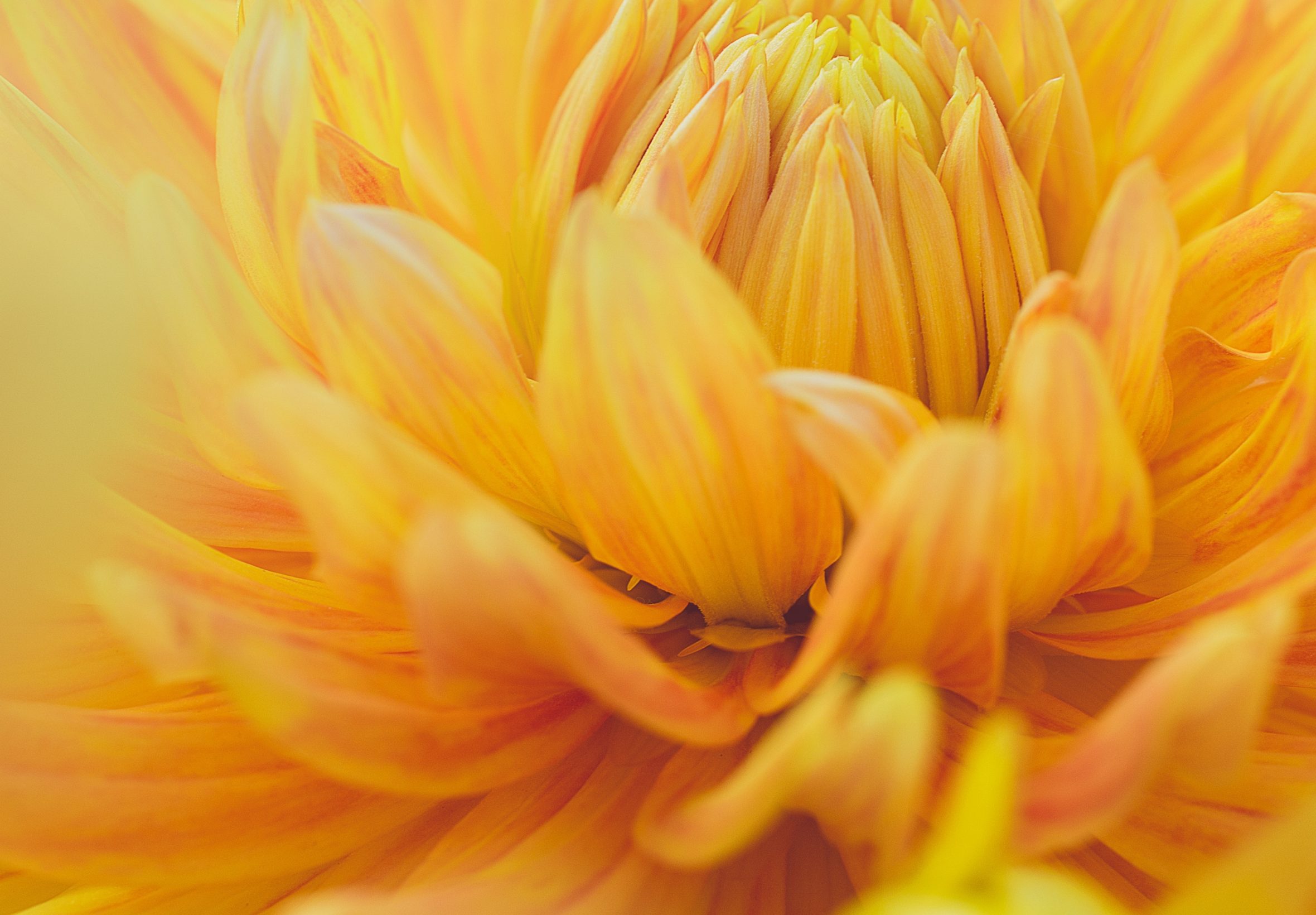 2360x1640 iPad Air wallpaper 4k Yellow Dahlia Flower iPad Wallpaper 2360x1640 pixels resolution