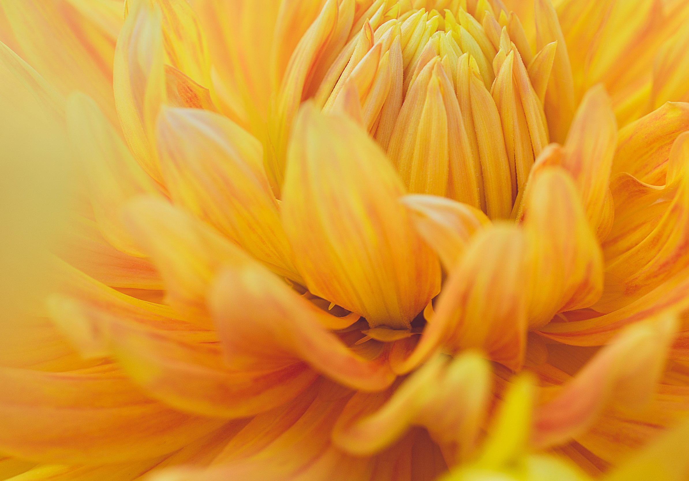 2388x1668 iPad Pro wallpapers Yellow Dahlia Flower iPad Wallpaper 2388x1668 pixels resolution