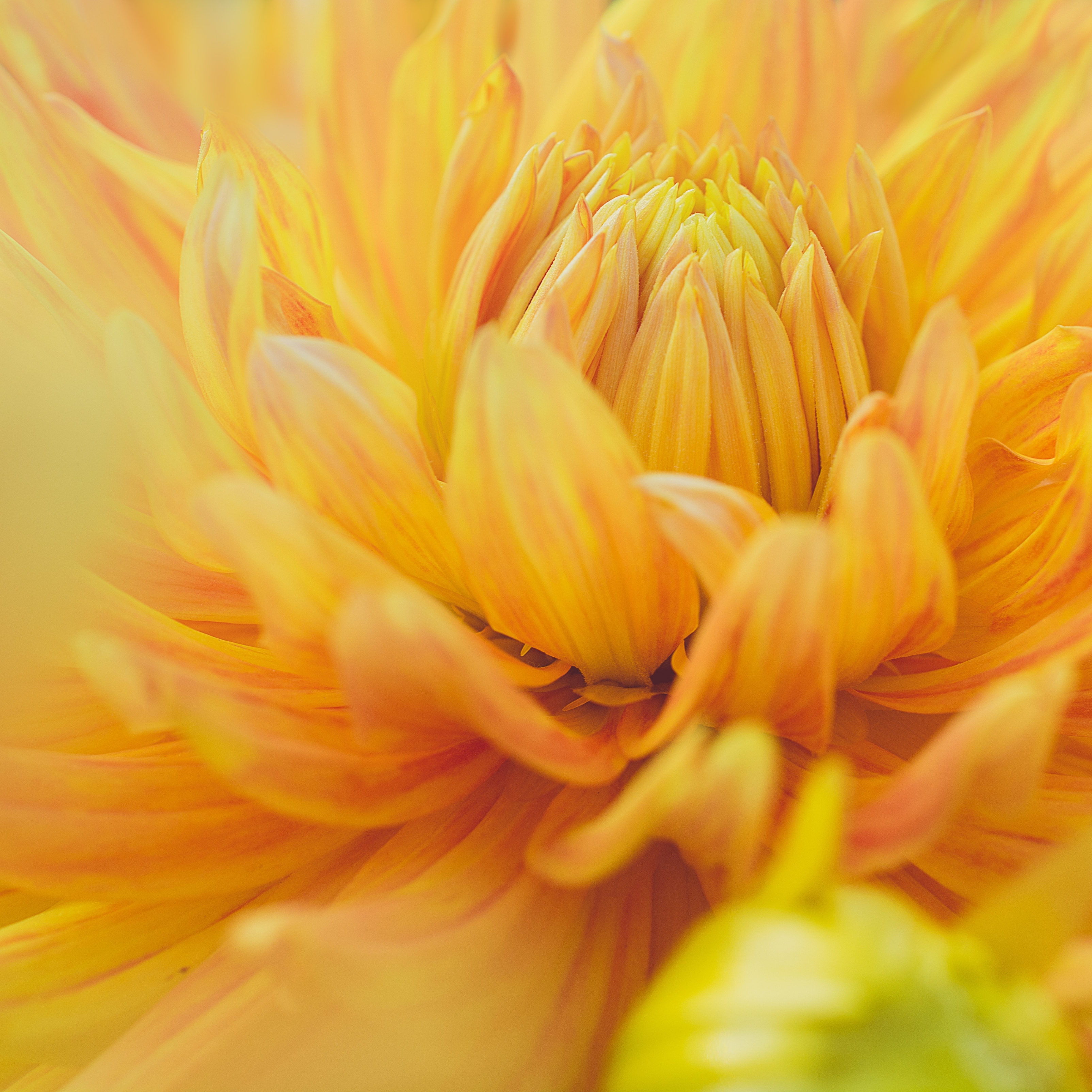 Yellow Dahlia Flower iPad Wallpaper