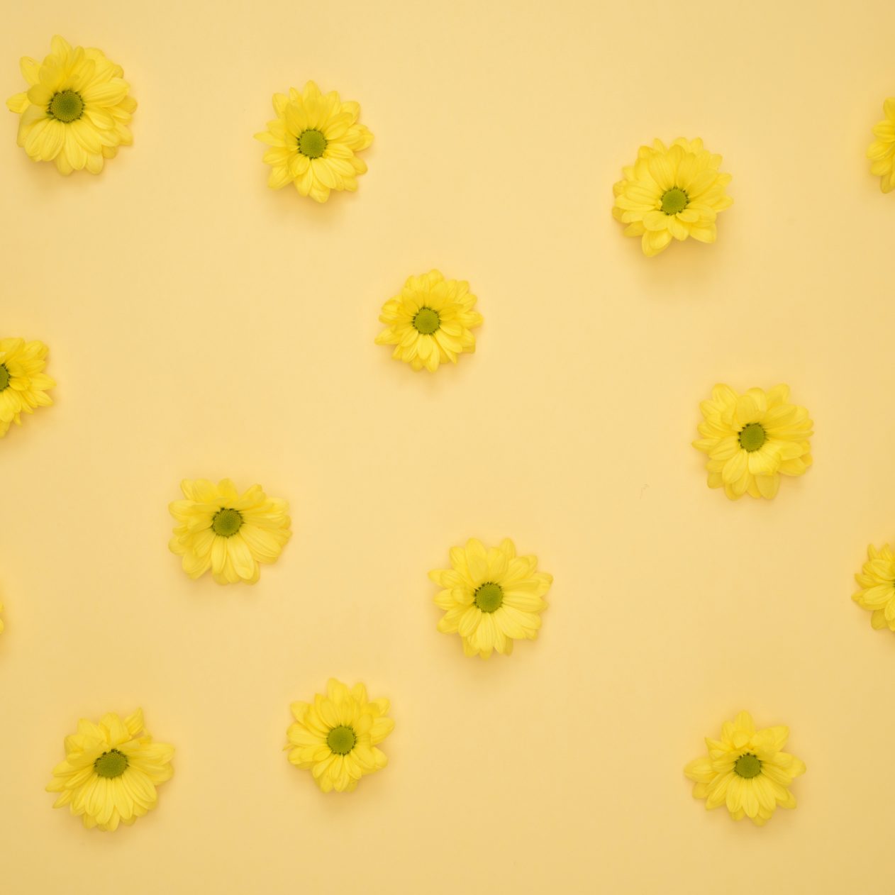 1262x1262 Parallax wallpaper 4k Yellow Daisies Pattern iPad Wallpaper 1262x1262 pixels resolution