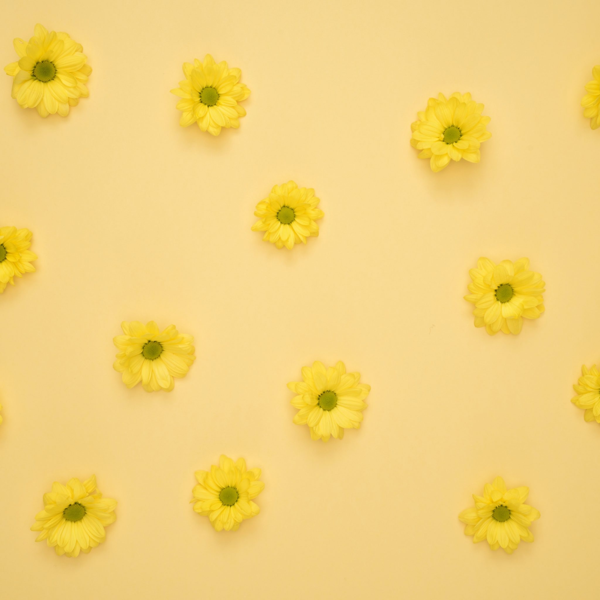 2048x2048 wallpapers iPad retina Yellow Daisies Pattern iPad Wallpaper 2048x2048 pixels resolution