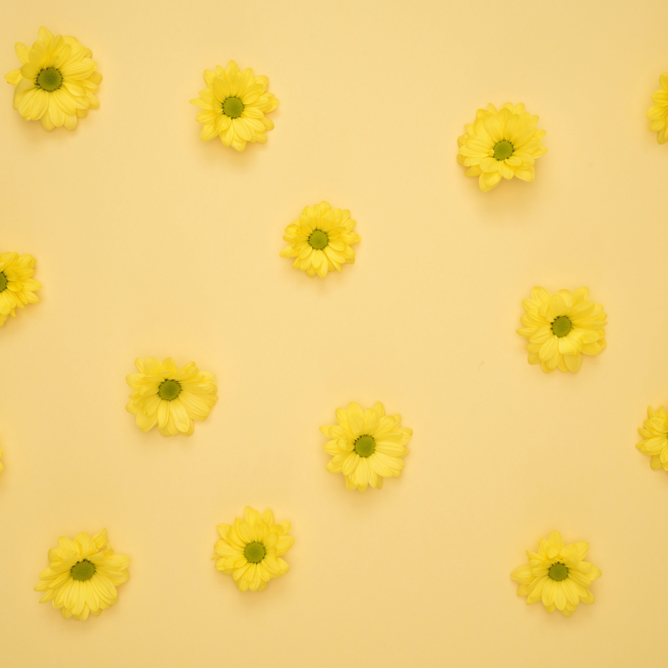 2732x2732 wallpapers 4k iPad Pro Yellow Daisies Pattern iPad Wallpaper 2732x2732 pixels resolution