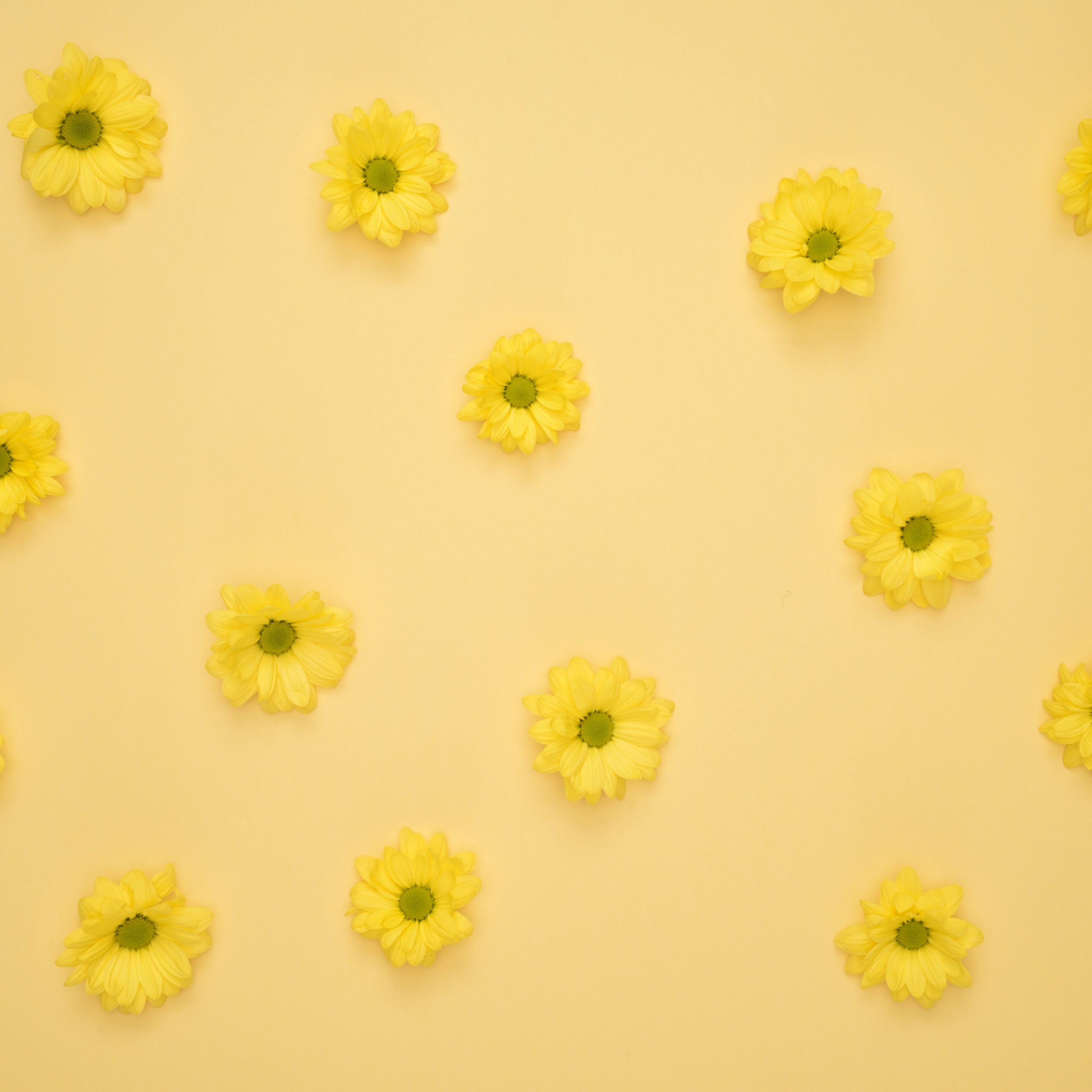 2780x2780 Parallax wallpaper 4k Yellow Daisies Pattern iPad Wallpaper 2780x2780 pixels resolution