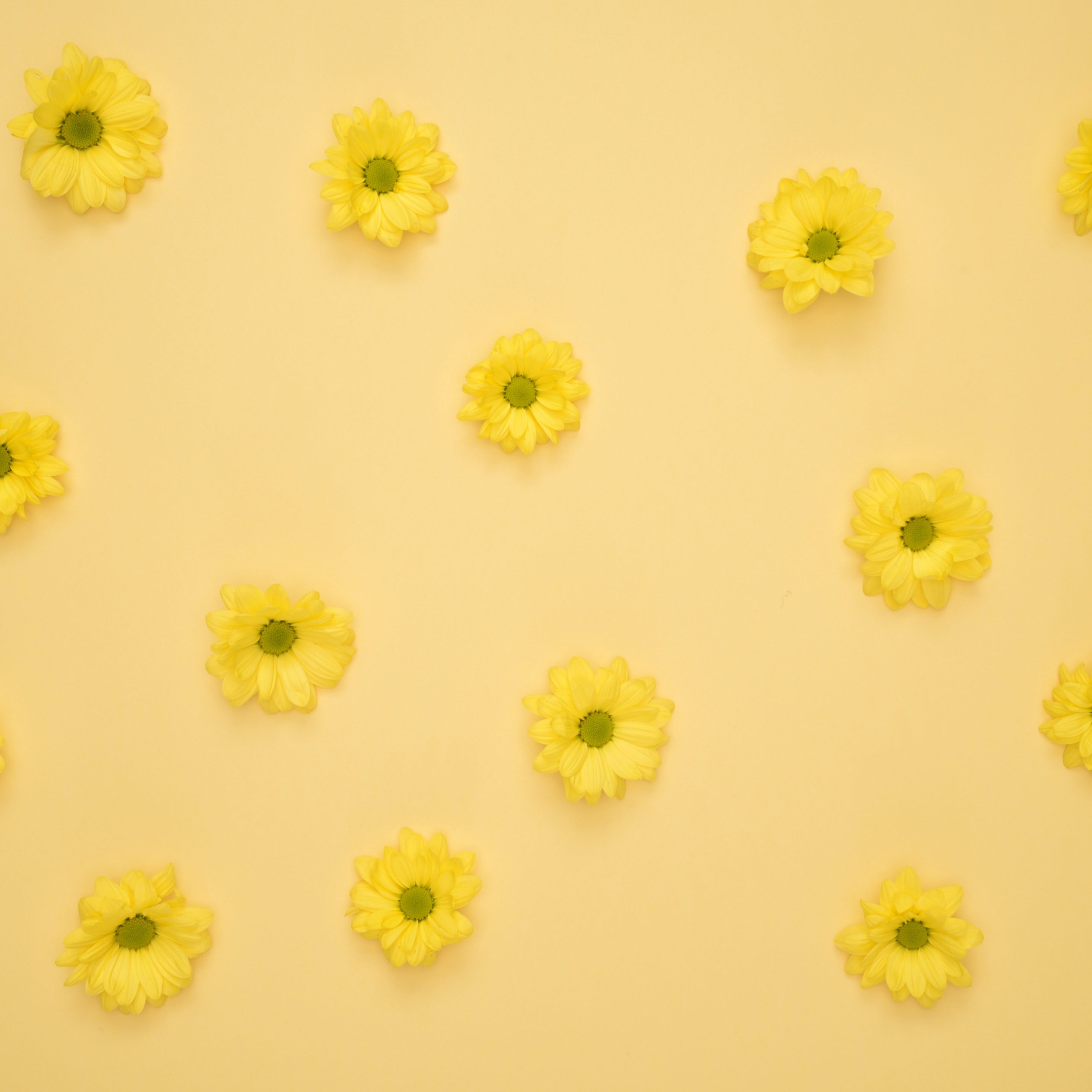 2934x2934 iOS iPad wallpaper 4k Yellow Daisies Pattern iPad Wallpaper 2934x2934 pixels resolution