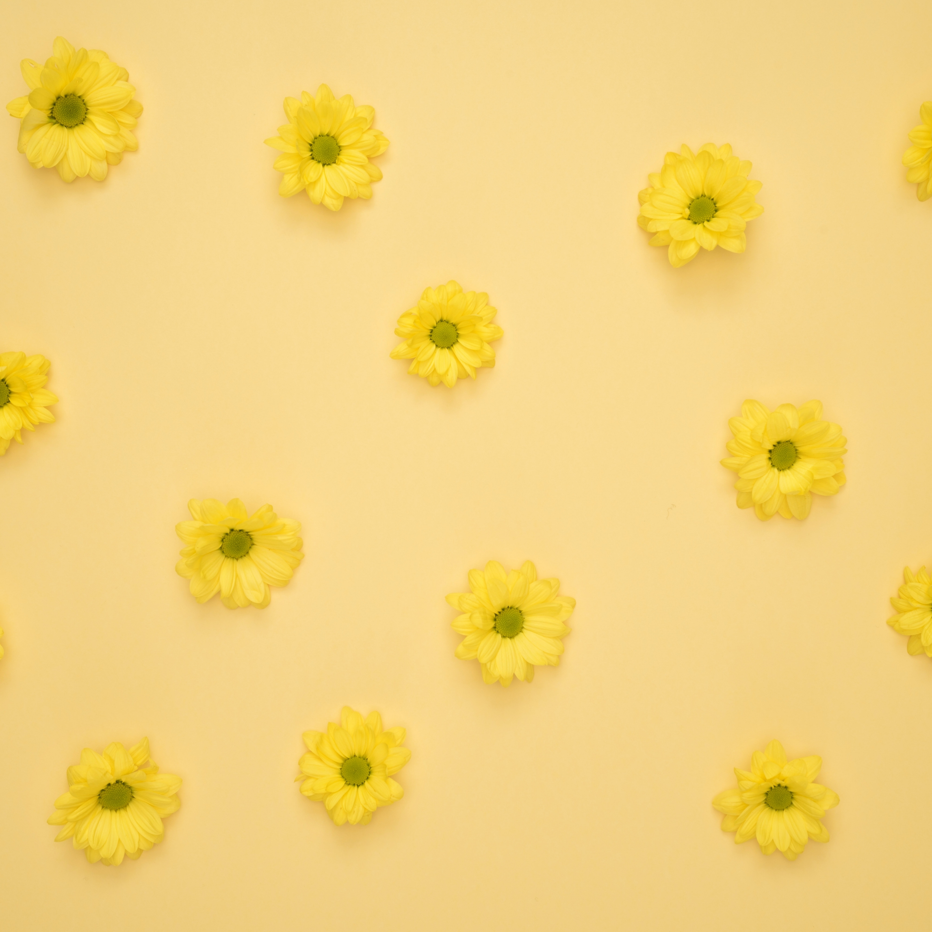 Yellow Daisies Pattern iPad Wallpaper