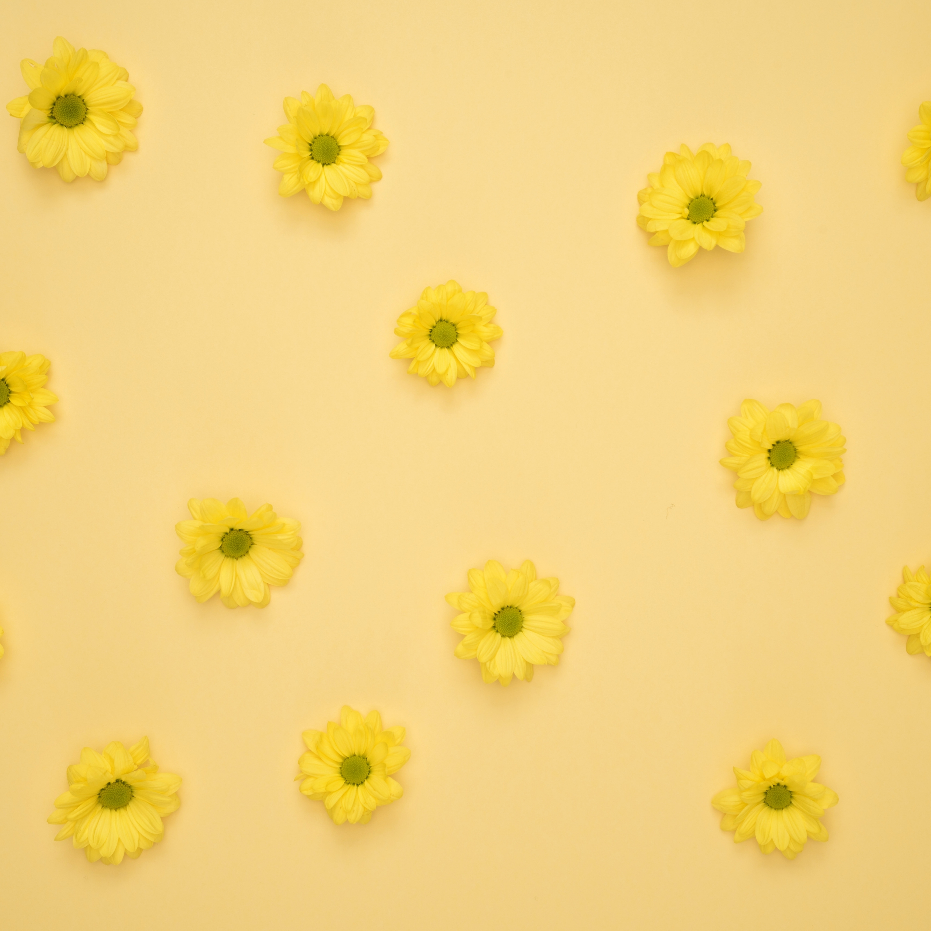 HD iPad Wallpapers 4K Yellow Daisies Pattern iPad Wallpaper 3208X3208 pixels