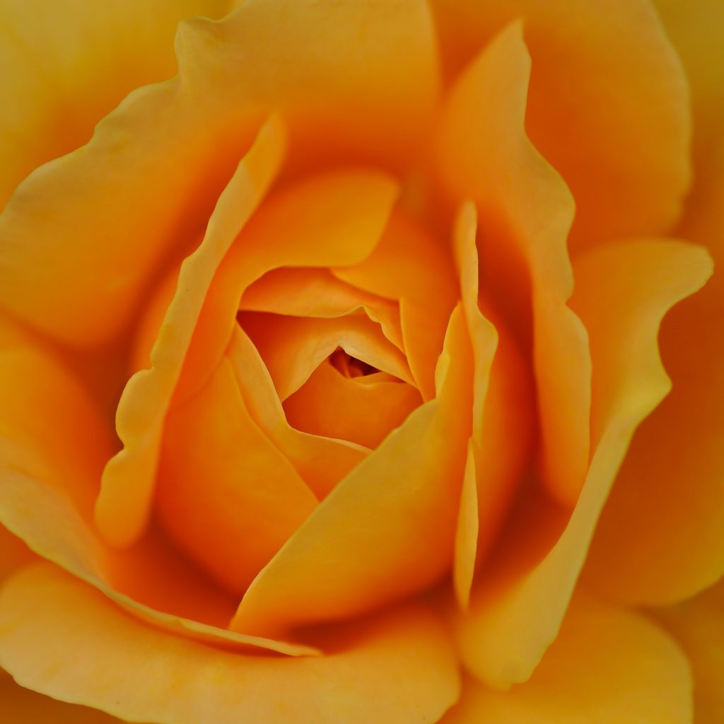 1024x1024 wallpaper 4k Yellow Flower iPad Wallpaper 1024x1024 pixels resolution