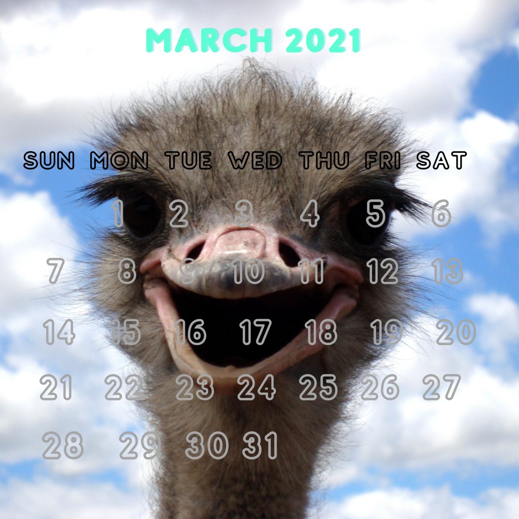 iPad Mini wallpapers March 2021 Ostrich Smiling iPad Wallpaper