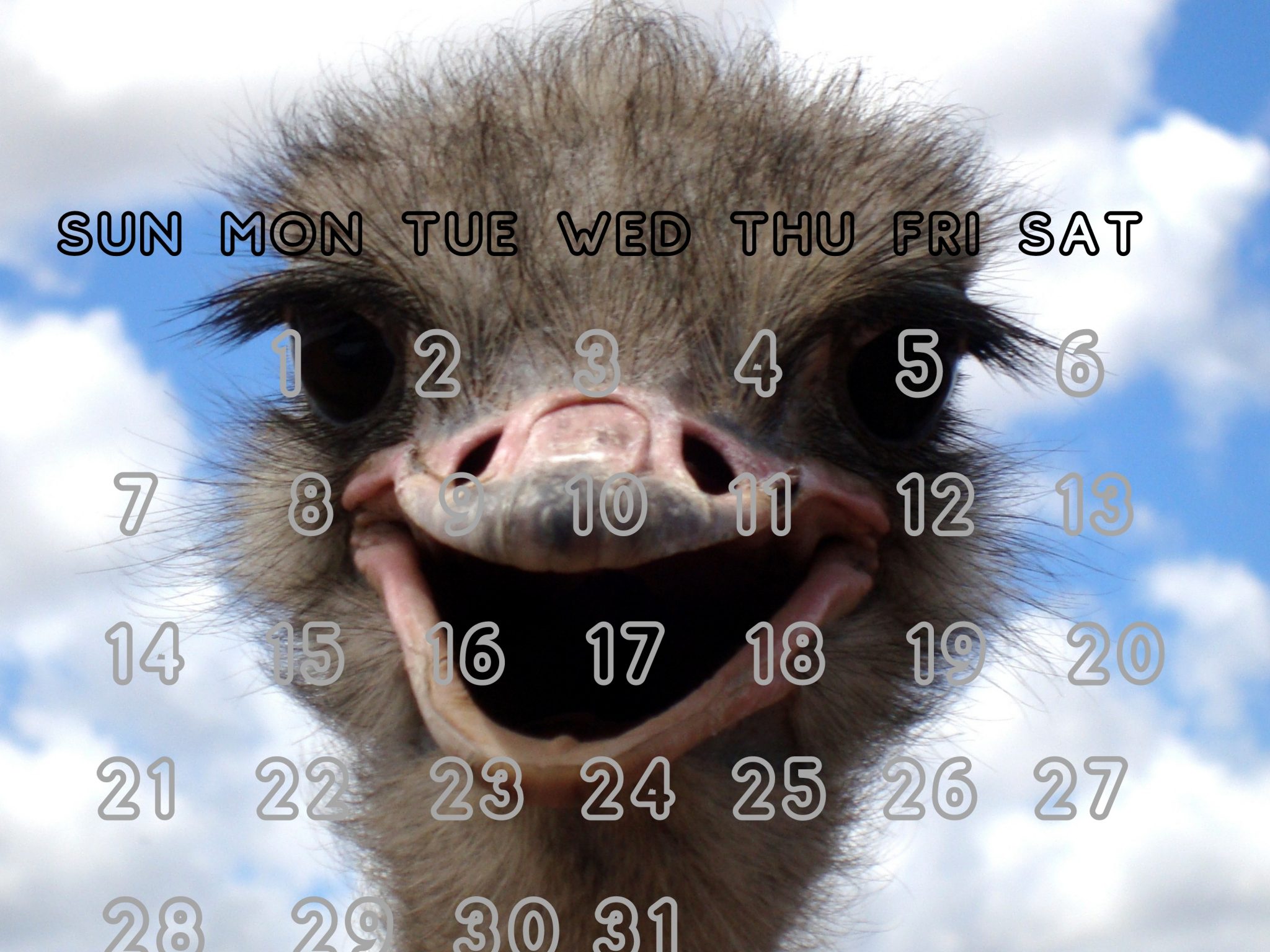 2048x1536 wallpaper March 2021 Ostrich Smiling iPad Wallpaper 2048x1536 pixels resolution