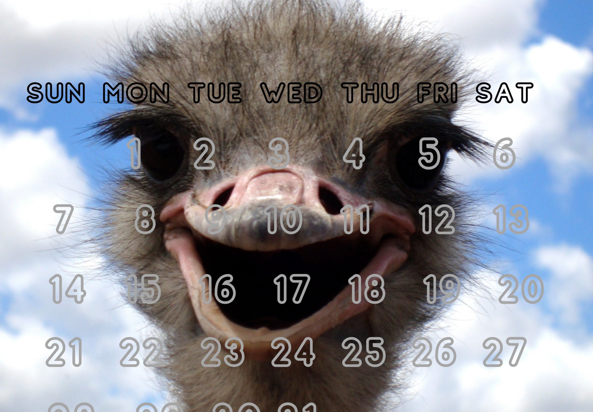 2360x1640 iPad Air wallpaper 4k March 2021 Ostrich Smiling iPad Wallpaper 2360x1640 pixels resolution