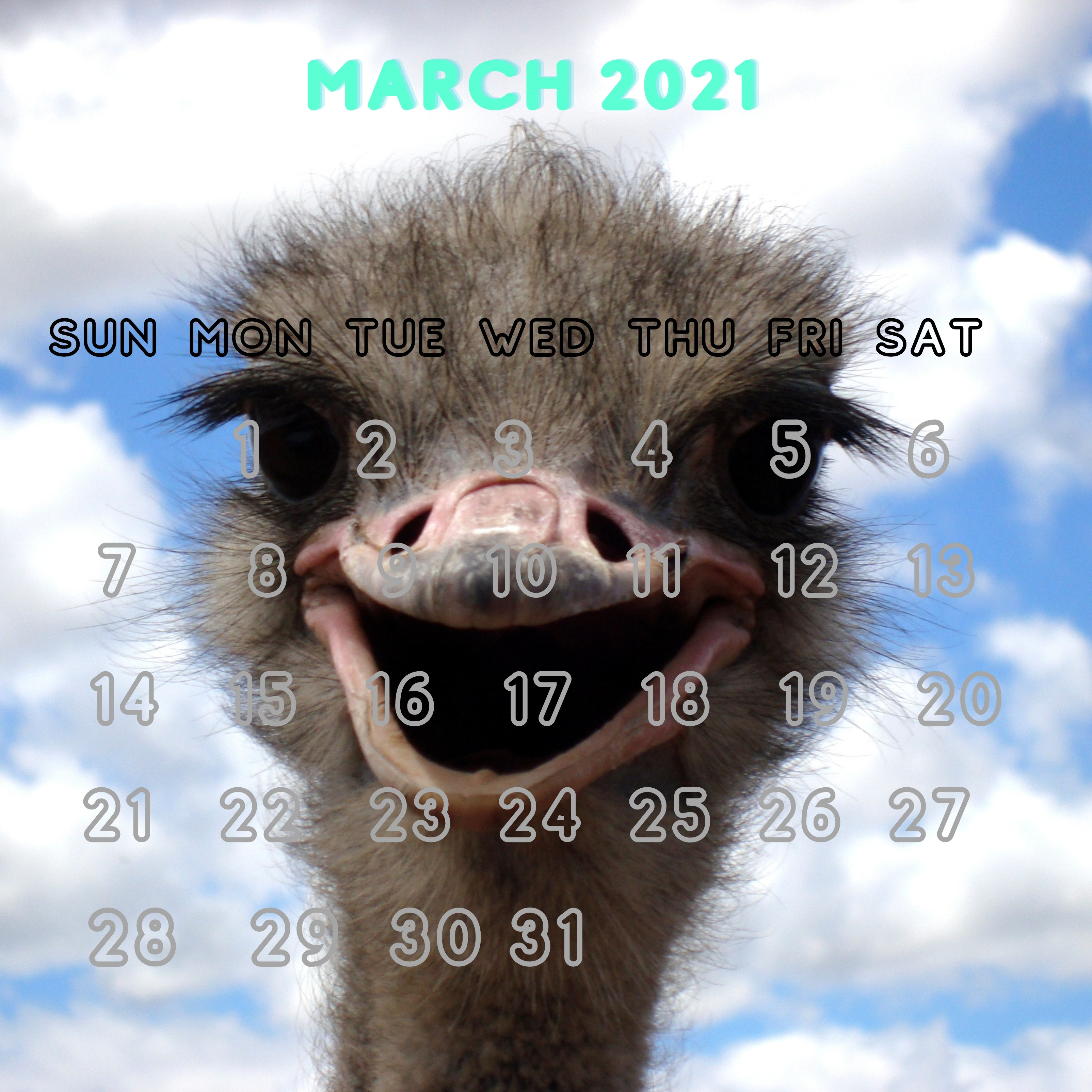 March 2021 Ostrich Smiling iPad Wallpaper