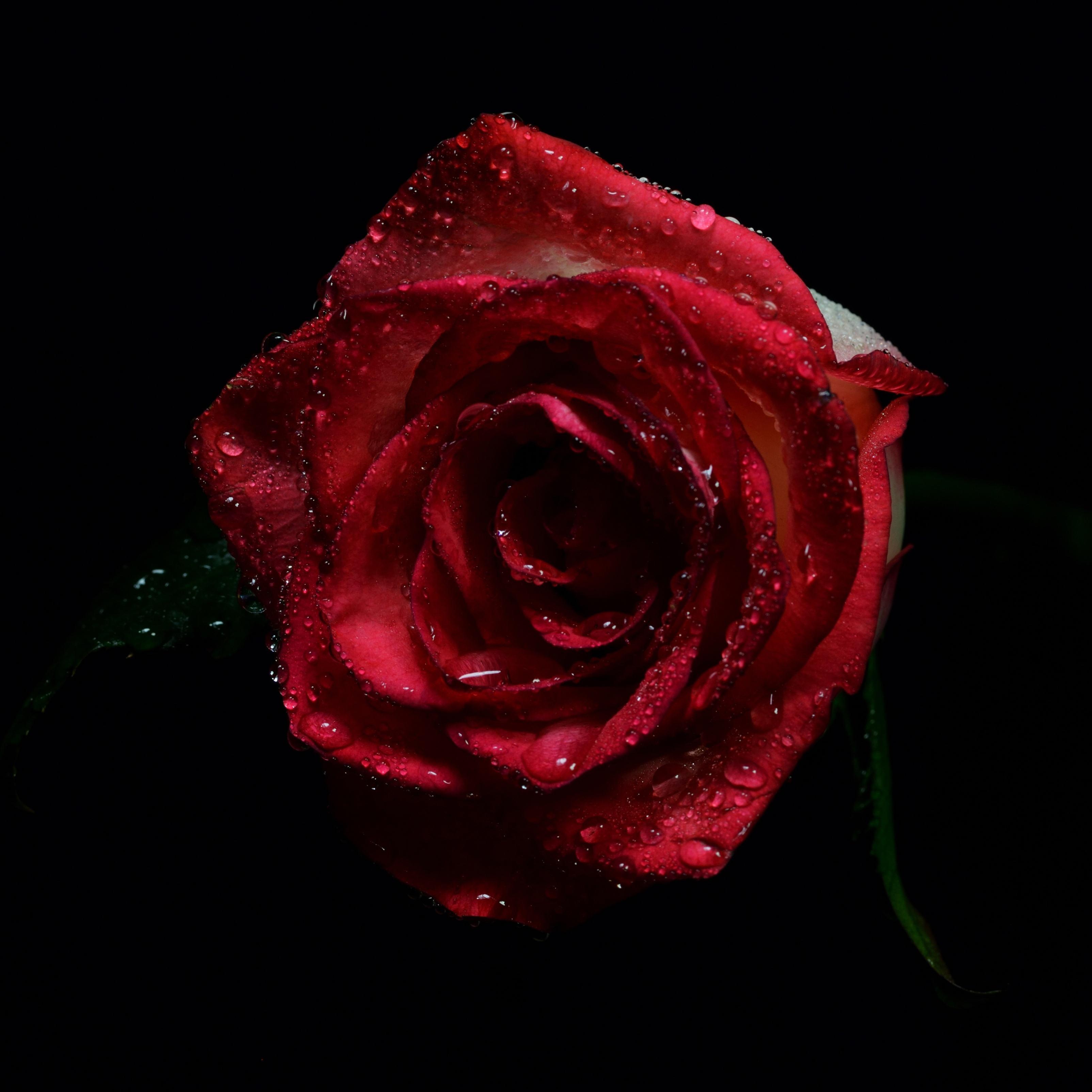 iPad Wallpapers Black and Red Rose Dark Background iPad Wallpaper 3208x3208 px