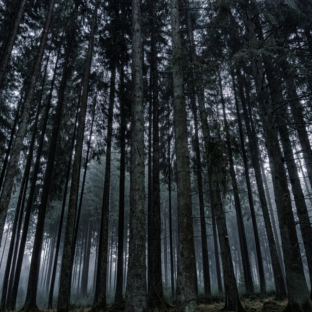 1024x1024 wallpaper 4k Dark Forrest Trees Nature iPad Wallpaper 1024x1024 pixels resolution