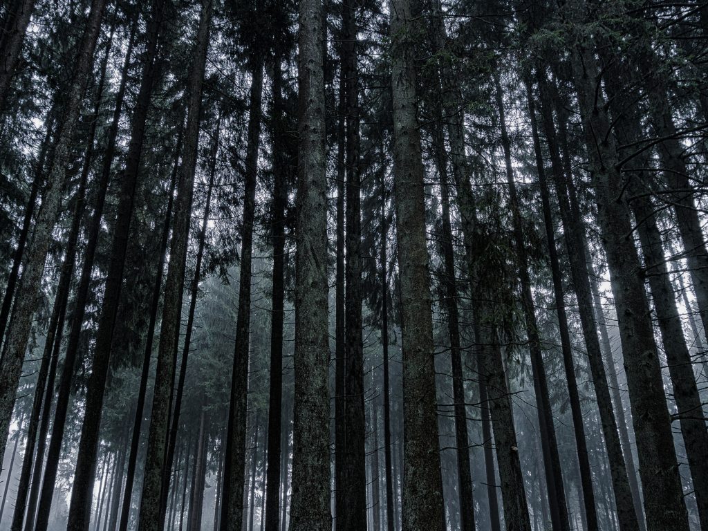 1024x768 wallpaper 4k Dark Forrest Trees Nature iPad Wallpaper 1024x768 pixels resolution