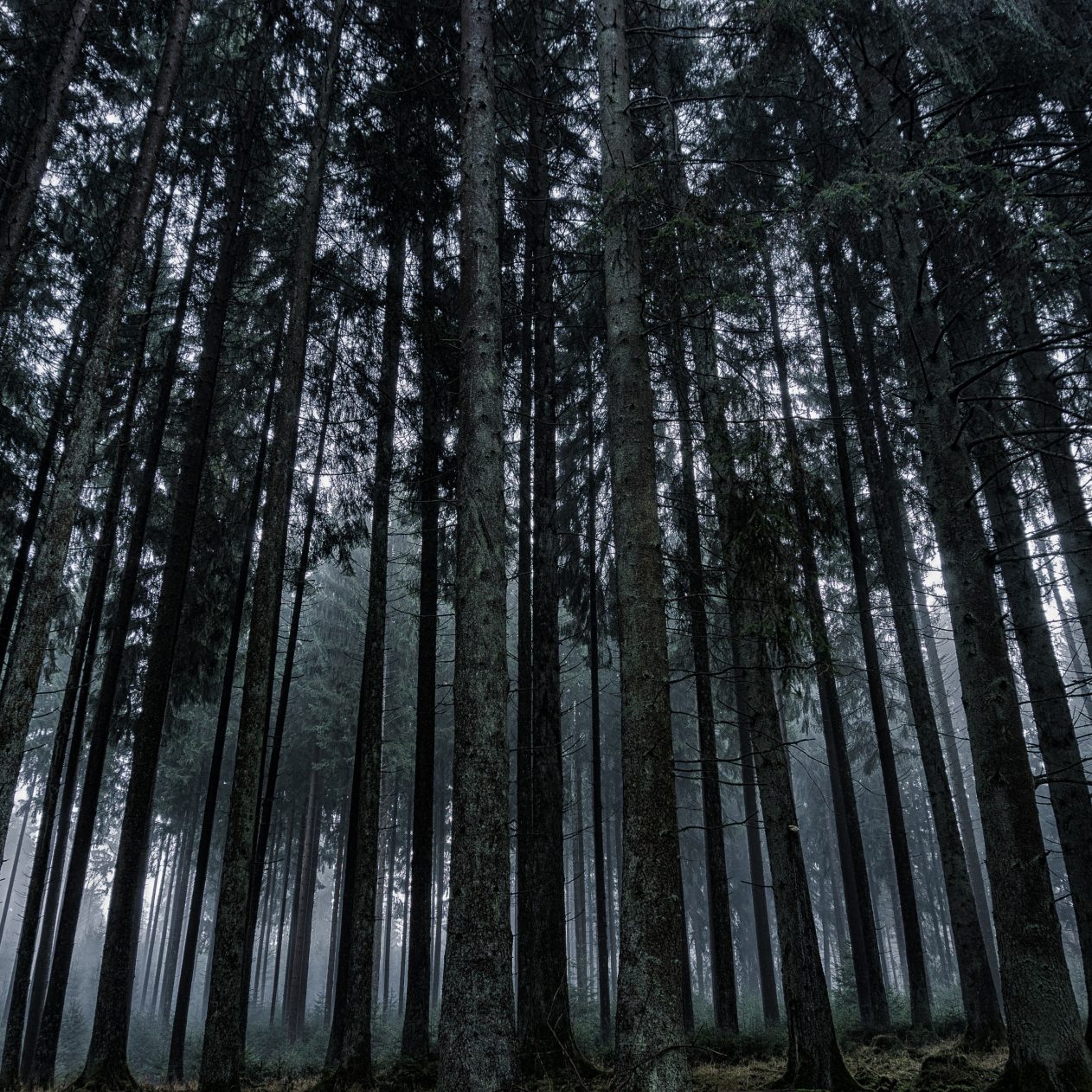 1262x1262 Parallax wallpaper 4k Dark Forrest Trees Nature iPad Wallpaper 1262x1262 pixels resolution