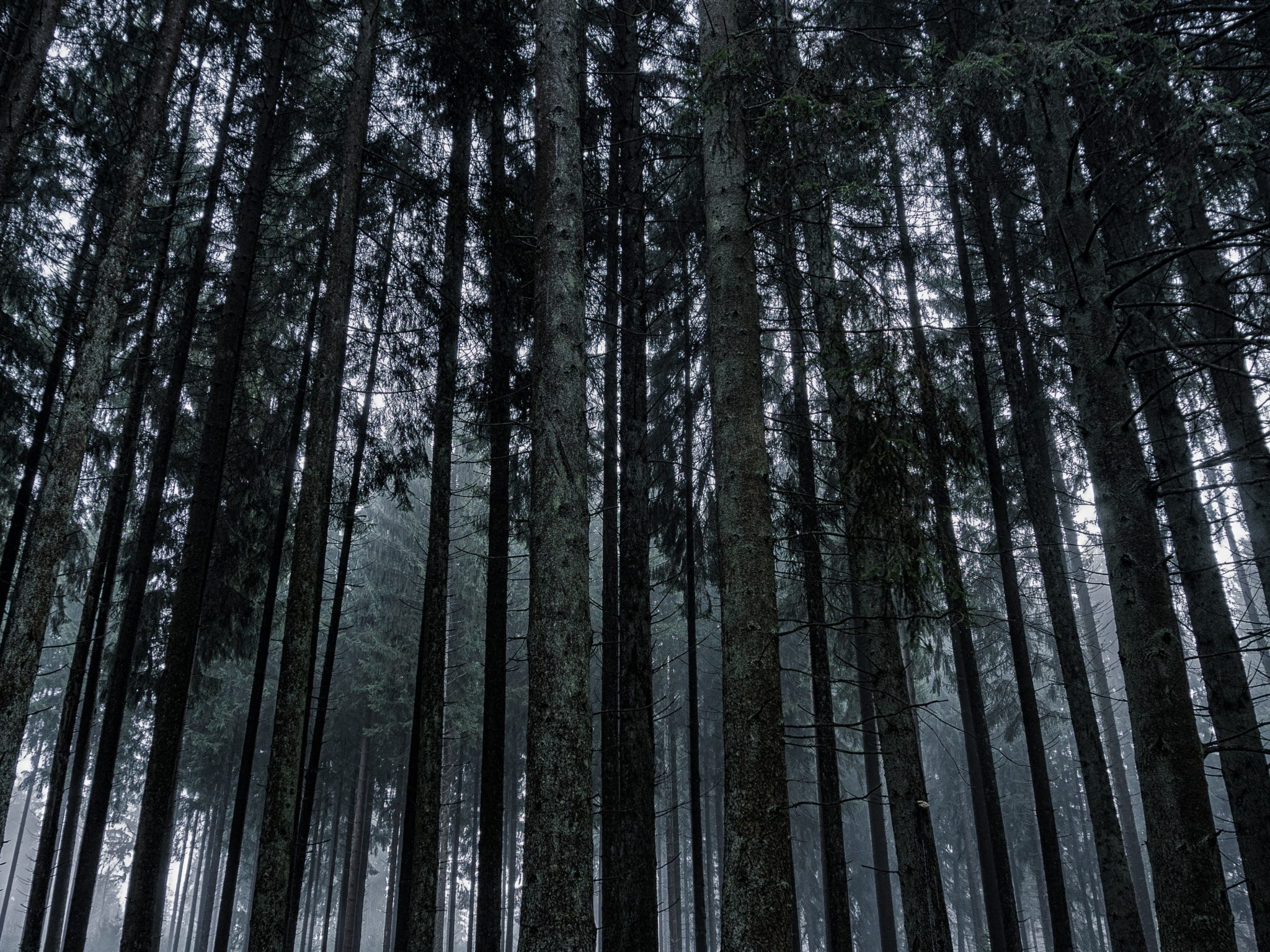 2048x1536 wallpaper Dark Forrest Trees Nature iPad Wallpaper 2048x1536 pixels resolution