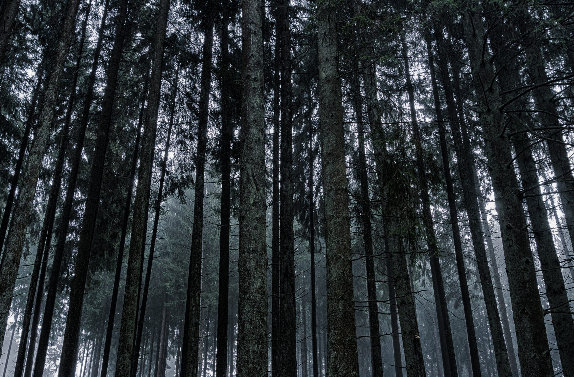 2266x1488 iPad Mini wallpapers Dark Forrest Trees Nature iPad Wallpaper 2266x1488 pixels resolution