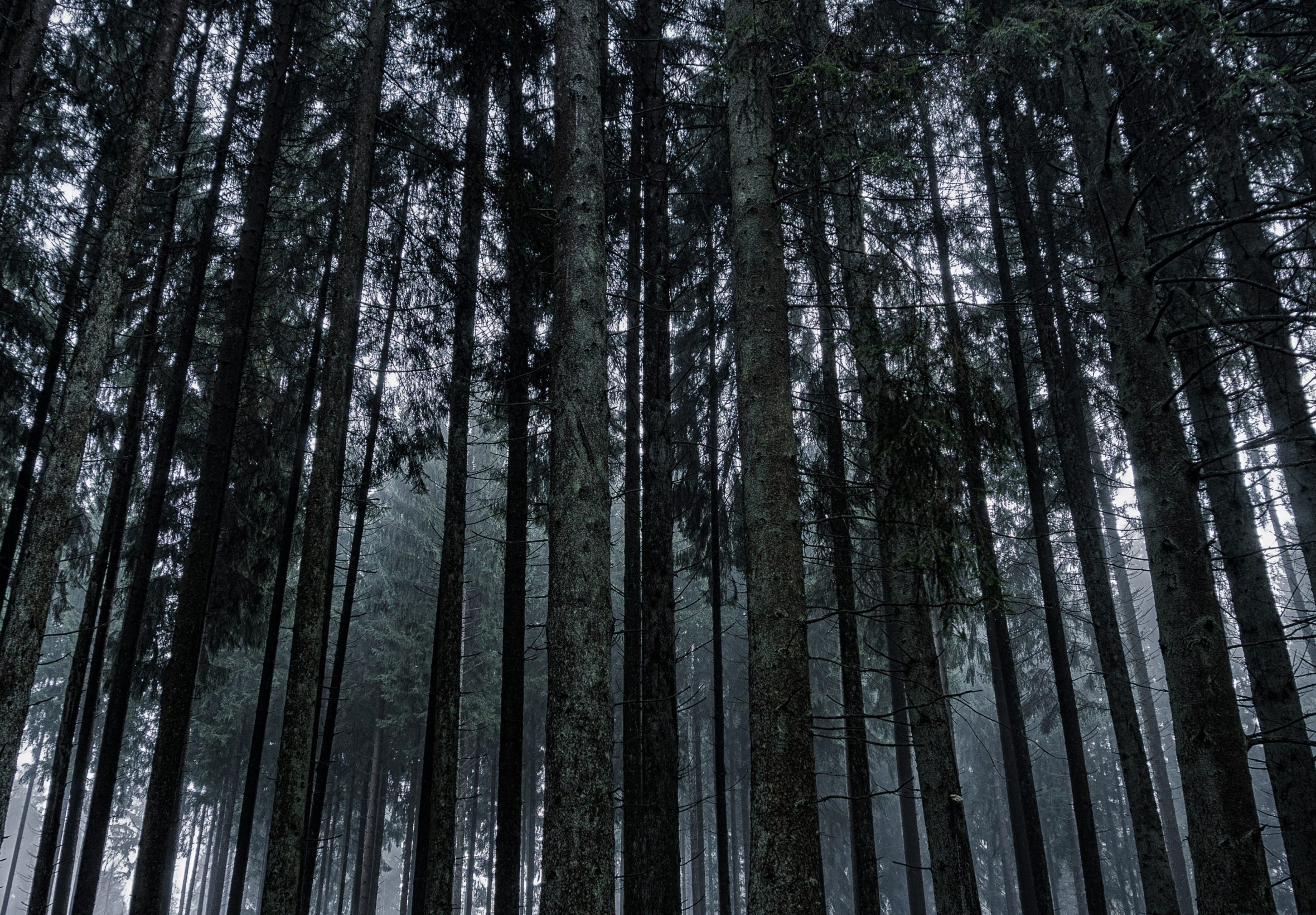 2360x1640 iPad Air wallpaper 4k Dark Forrest Trees Nature iPad Wallpaper 2360x1640 pixels resolution