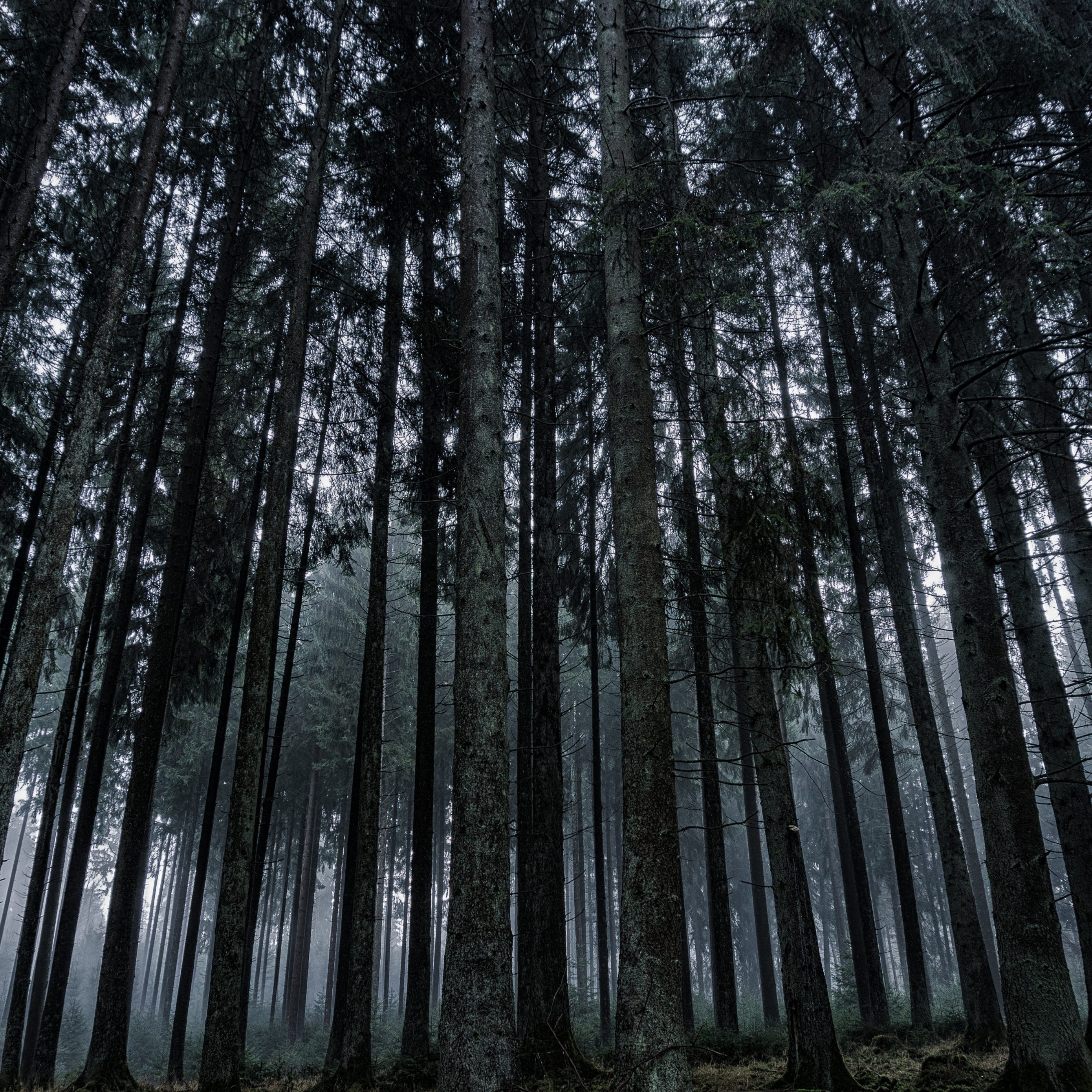 2780x2780 Parallax wallpaper 4k Dark Forrest Trees Nature iPad Wallpaper 2780x2780 pixels resolution