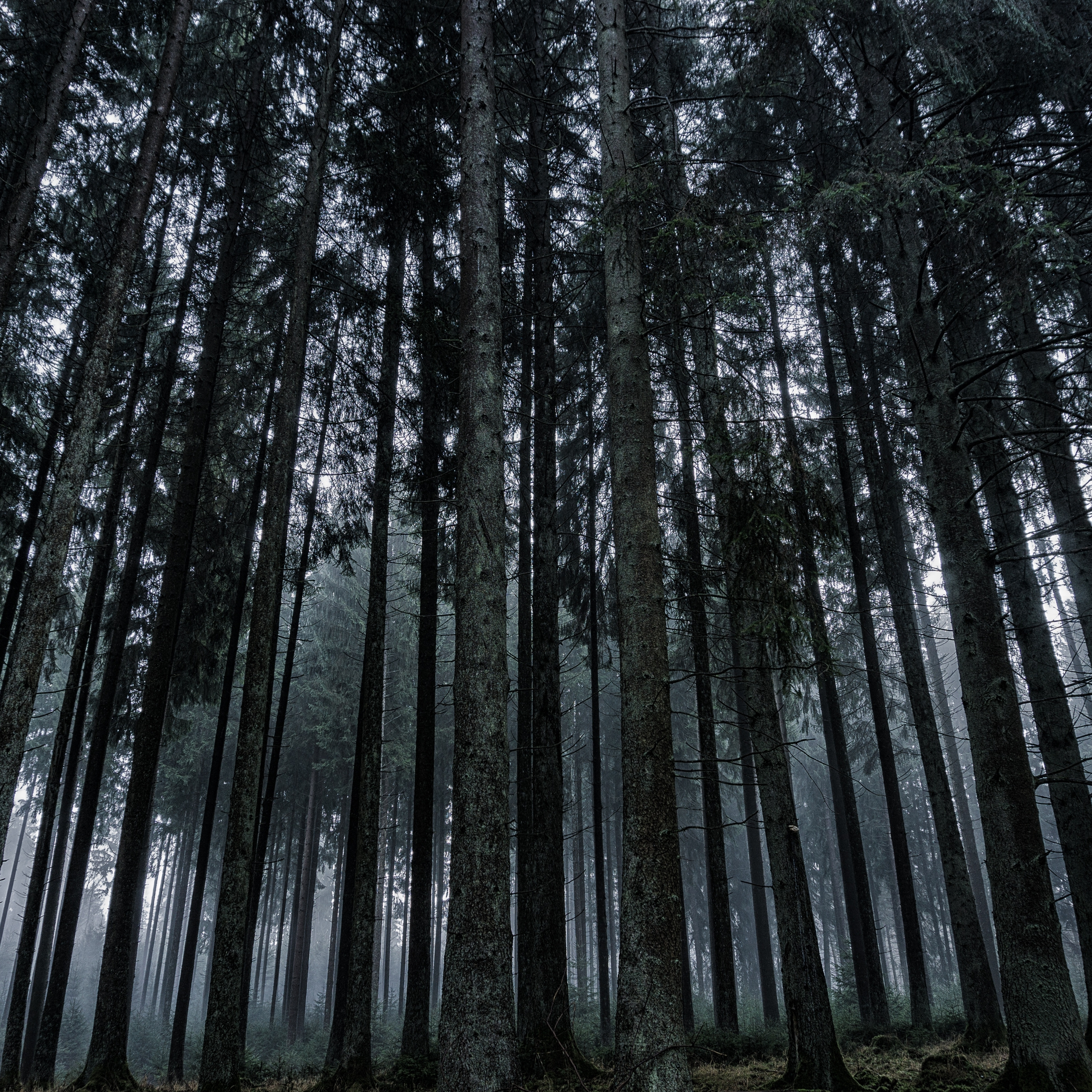 iPad Air wallpapers Dark Forrest Trees Nature iPad Wallpaper