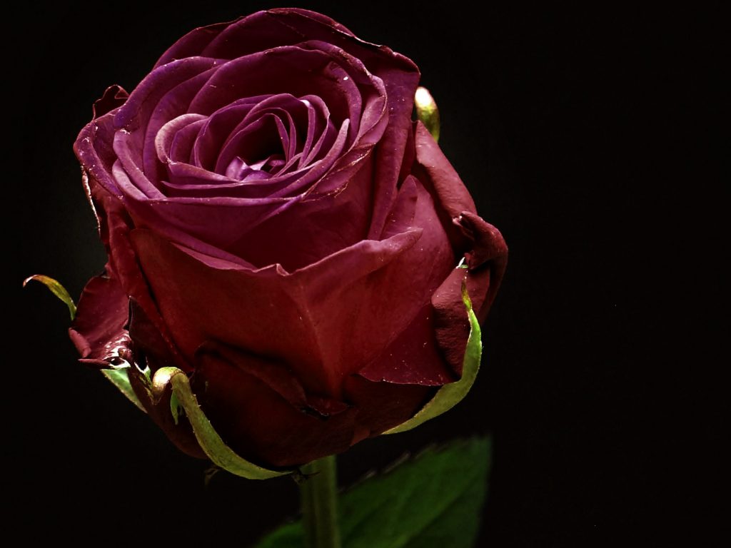 1024x768 wallpaper 4k Red Rose Flower in the Dark Black Background iPad Wallpaper 1024x768 pixels resolution