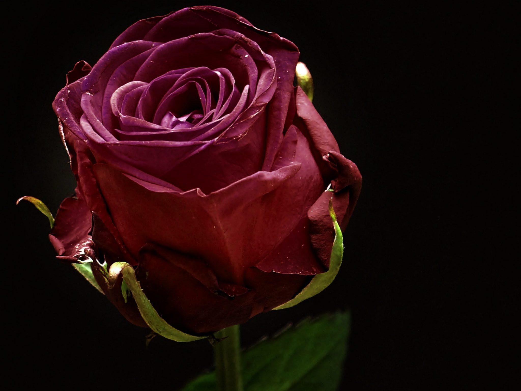 2048x1536 wallpaper Red Rose Flower in the Dark Black Background iPad Wallpaper 2048x1536 pixels resolution