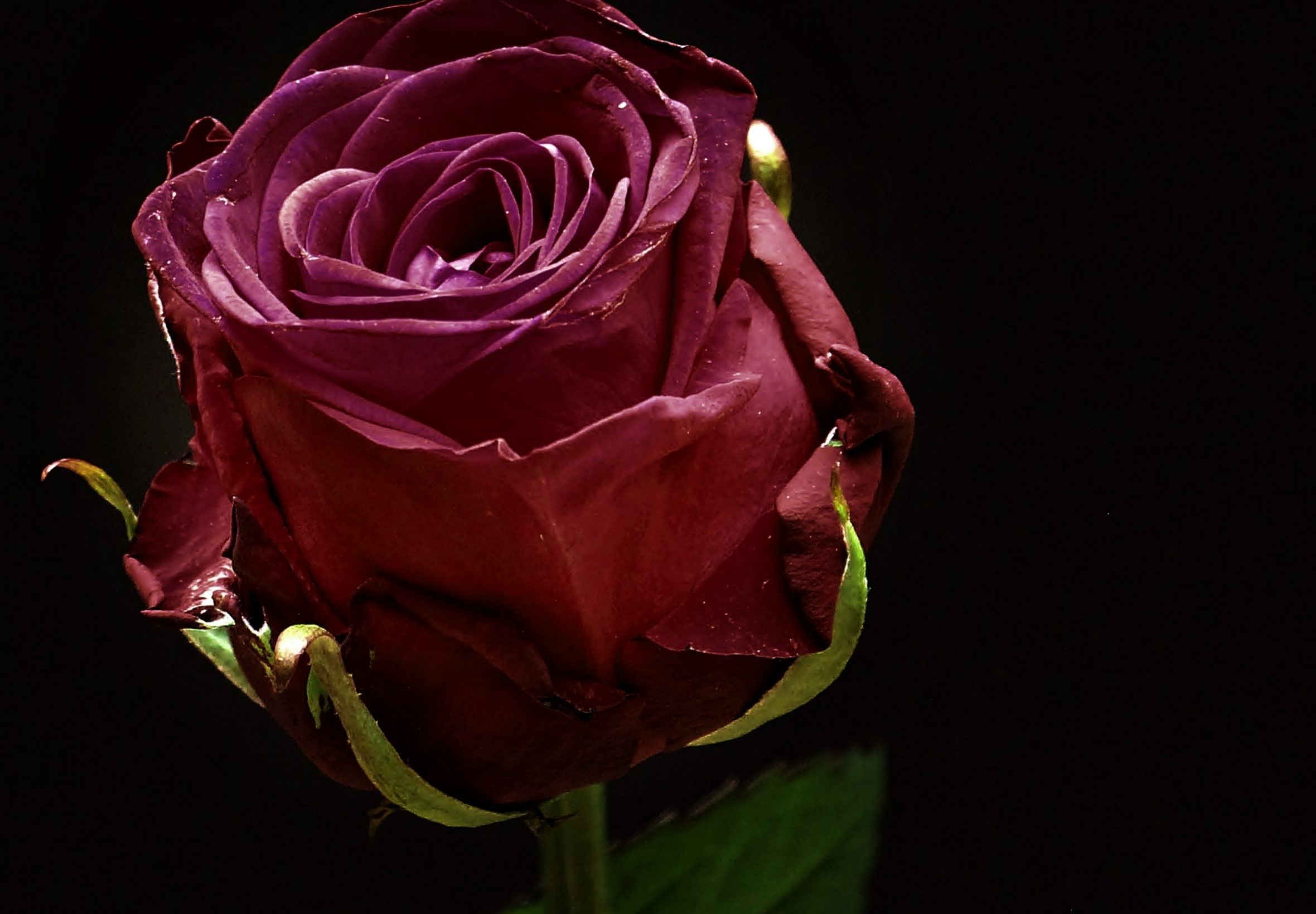 2360x1640 iPad Air wallpaper 4k Red Rose Flower in the Dark Black Background iPad Wallpaper 2360x1640 pixels resolution