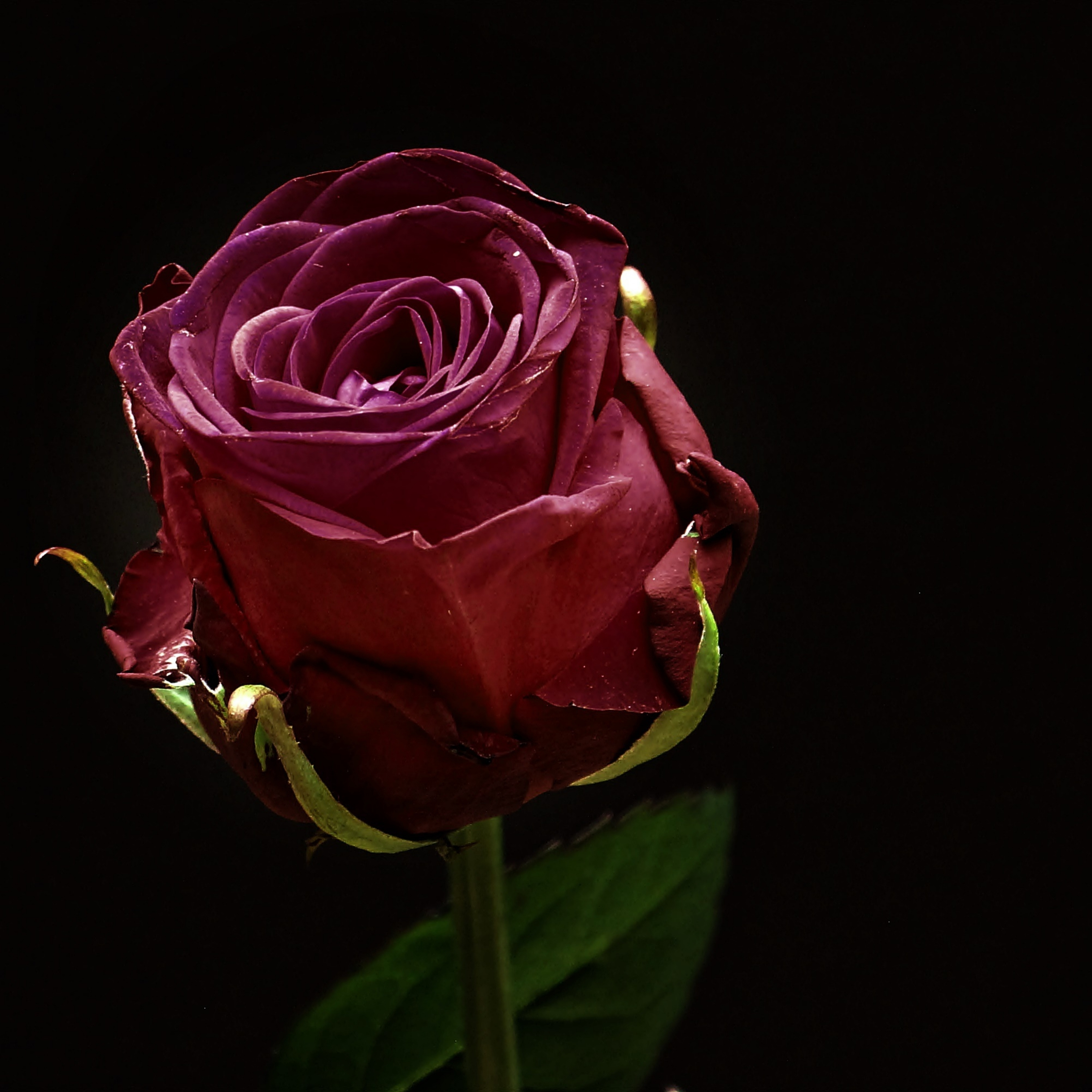 Red Rose Flower in the Dark Black Background iPad Wallpaper