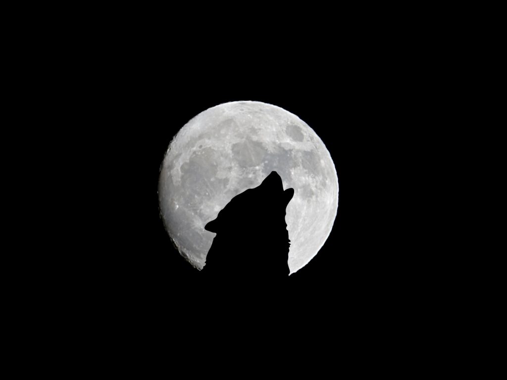1024x768 wallpaper 4k Silhouette of Wolf Full Moon Night Darkness iPad Wallpaper 1024x768 pixels resolution