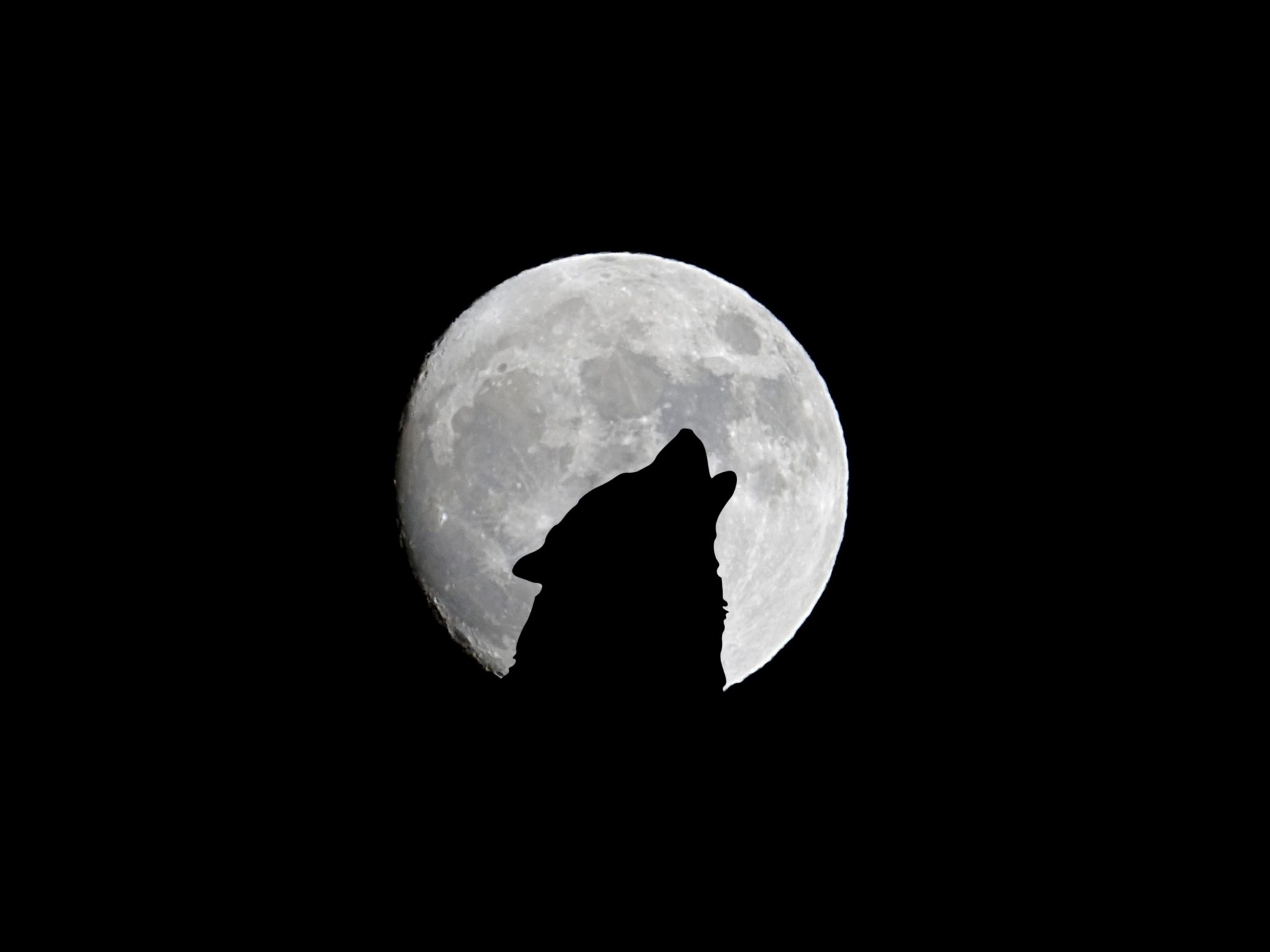 2048x1536 wallpaper Silhouette of Wolf Full Moon Night Darkness iPad Wallpaper 2048x1536 pixels resolution
