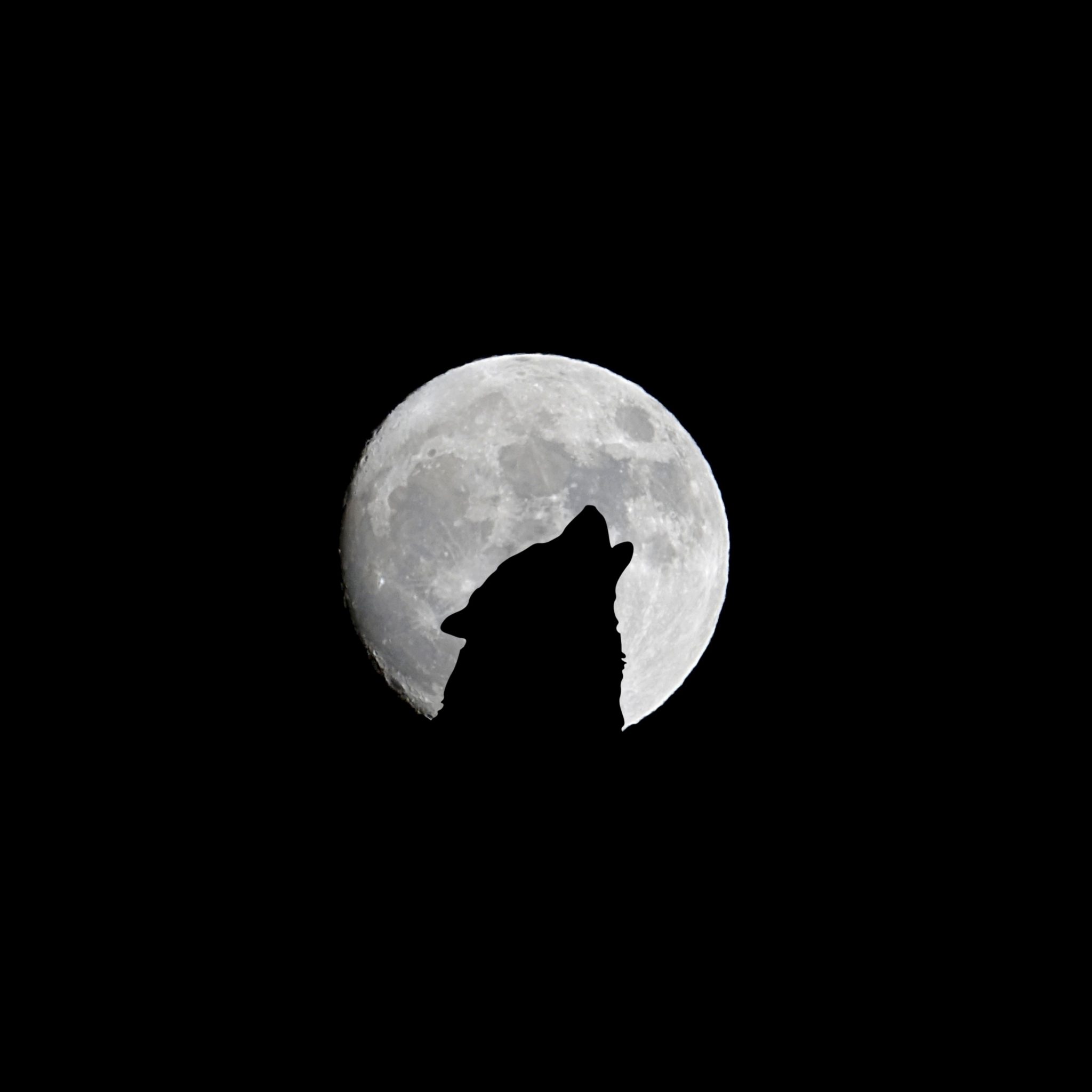 2048x2048 wallpapers iPad retina Silhouette of Wolf Full Moon Night Darkness iPad Wallpaper 2048x2048 pixels resolution