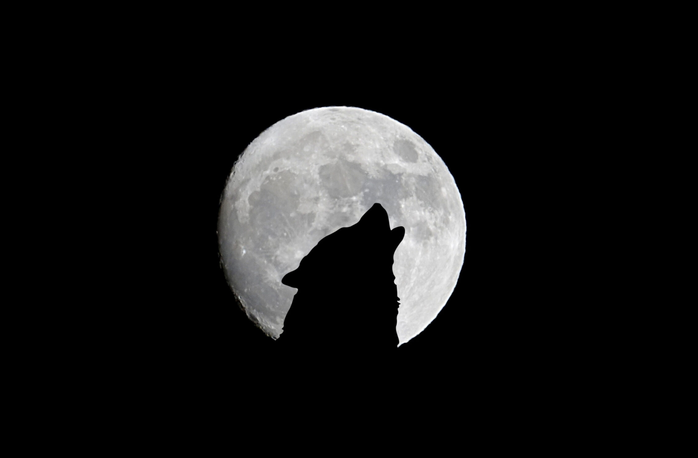 2266x1488 wallpaper Silhouette of Wolf Full Moon Night Darkness iPad Wallpaper 2266x1488 pixels resolution