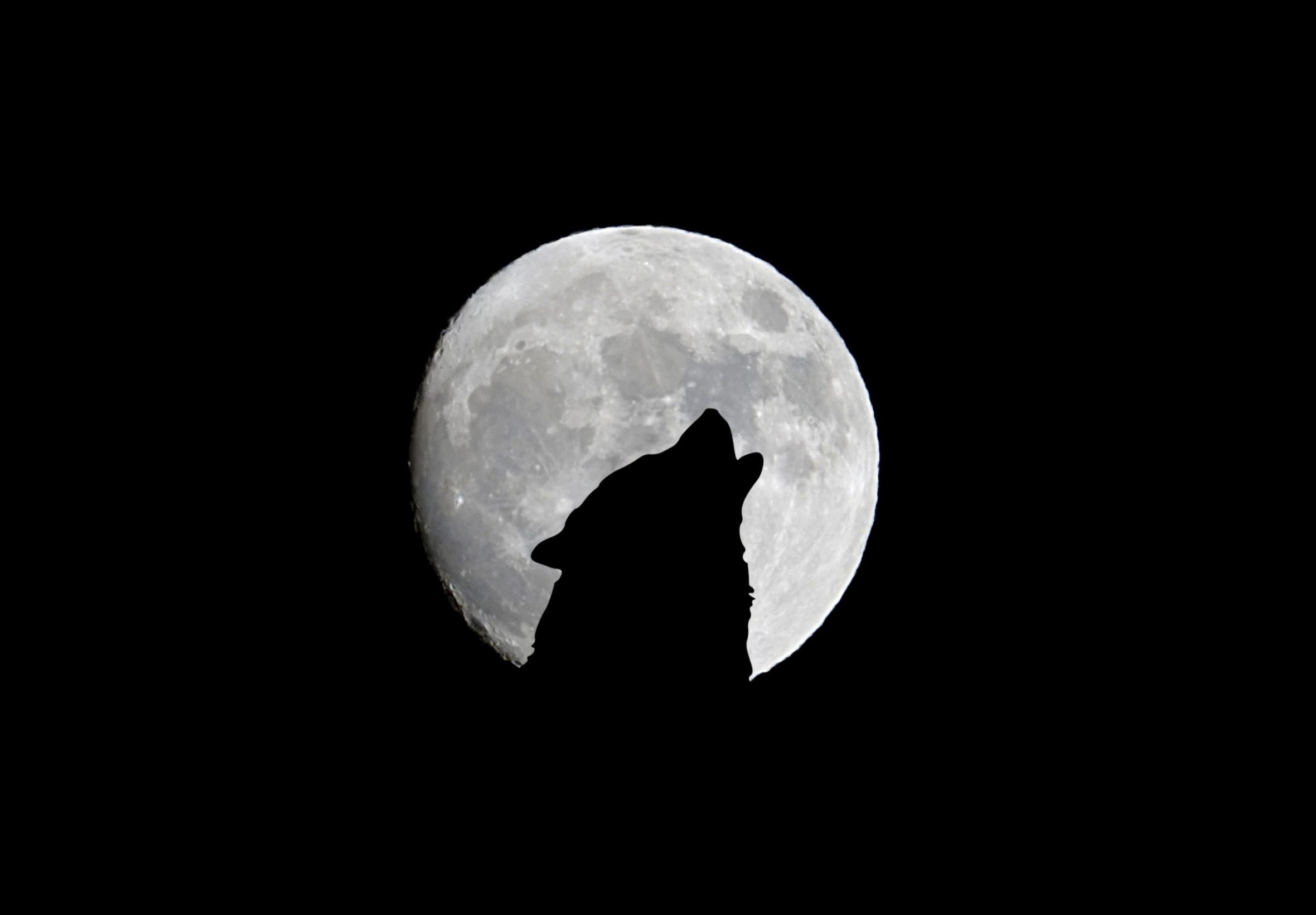 2360x1640 iPad Air wallpaper 4k Silhouette of Wolf Full Moon Night Darkness iPad Wallpaper 2360x1640 pixels resolution