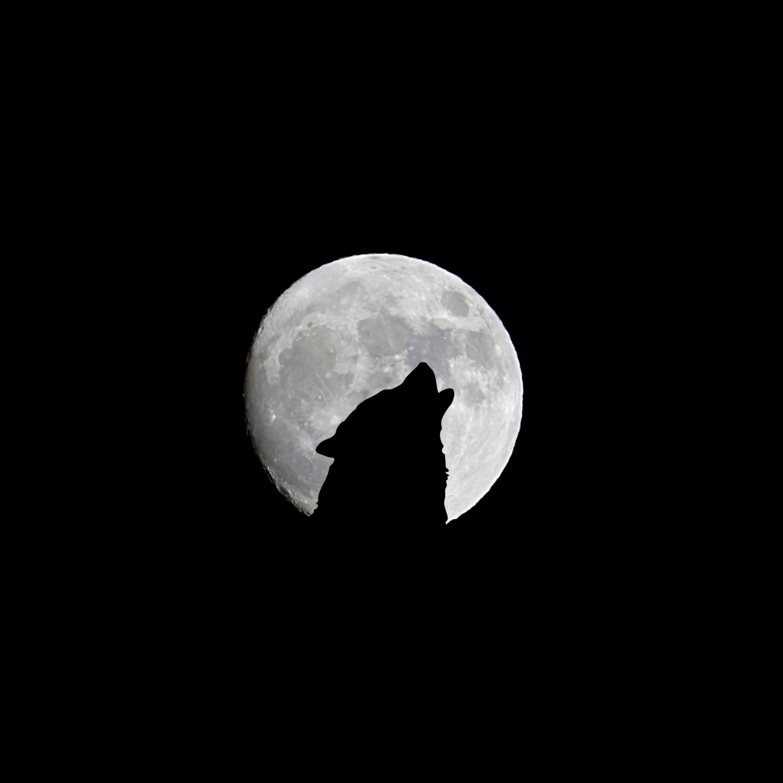 2524x2524 Parallax wallpaper 4k Silhouette of Wolf Full Moon Night Darkness iPad Wallpaper 2524x2524 pixels resolution