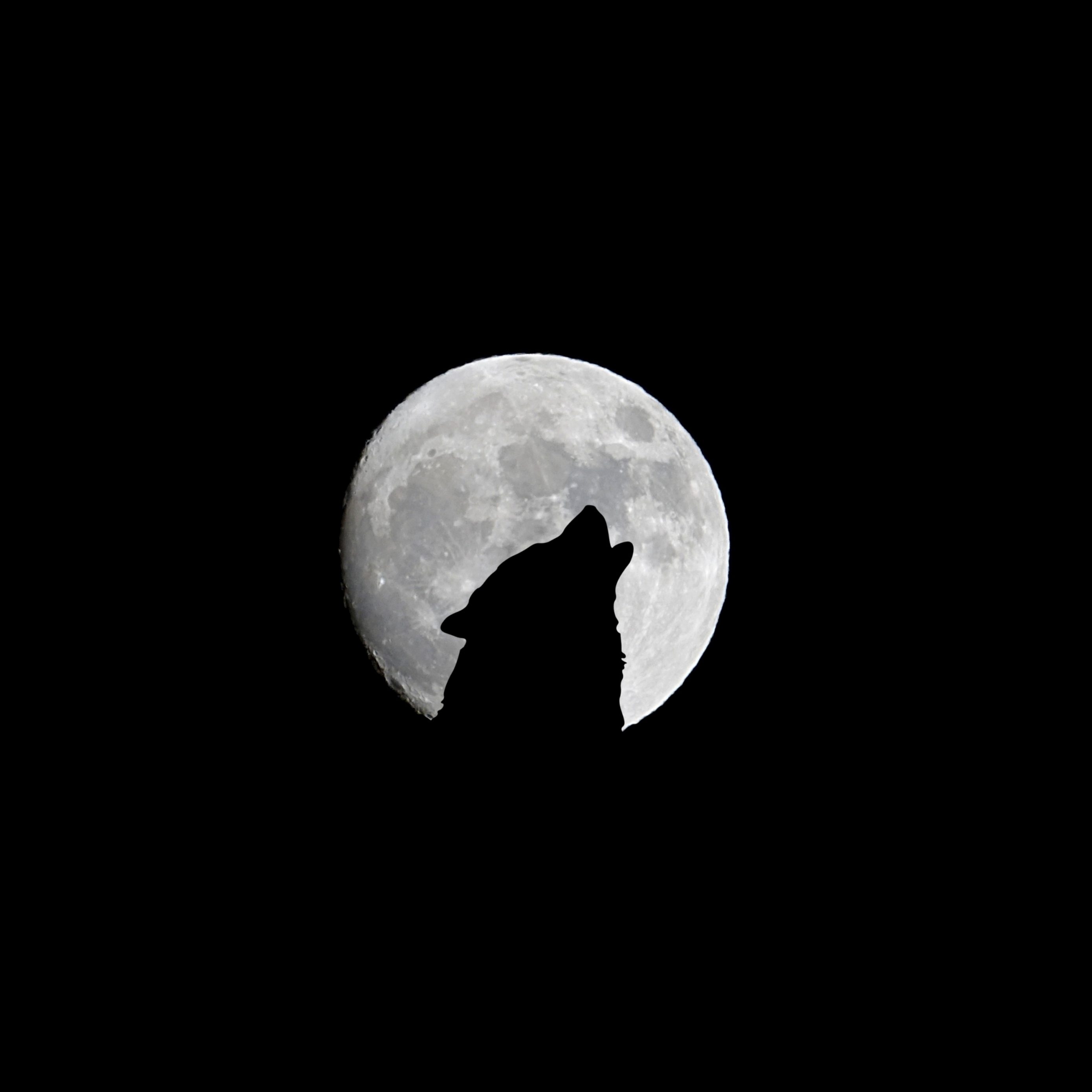 2780x2780 Parallax wallpaper 4k Silhouette of Wolf Full Moon Night Darkness iPad Wallpaper 2780x2780 pixels resolution